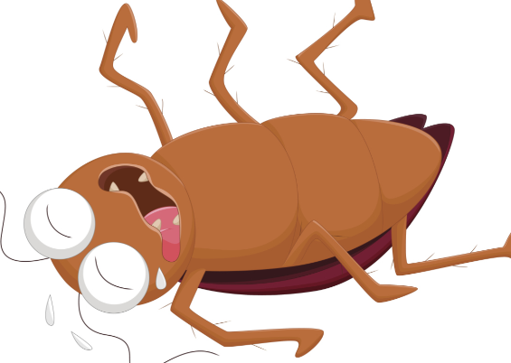 河南多地惊现南方会飞大蟑螂 南方的美洲大蠊为何频繁出现在北方 河南多地惊现南方会飞大蟑螂 南方的美洲大蠊为何频繁出现在北方