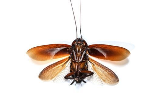 河南多地惊现南方会飞大蟑螂 北方出现蟑螂与近期天气有关