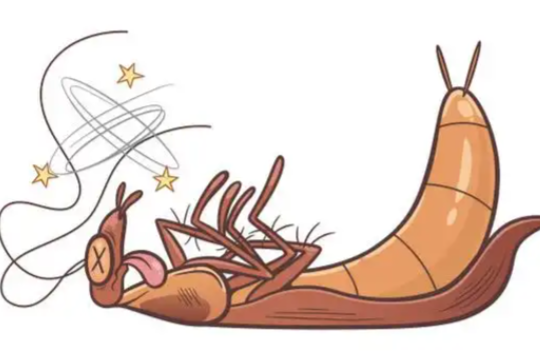 河南多地惊现南方会飞大蟑螂 南方的美洲大蠊为何频繁出现在北方 河南多地惊现南方会飞大蟑螂 南方的美洲大蠊为何频繁出现在北方