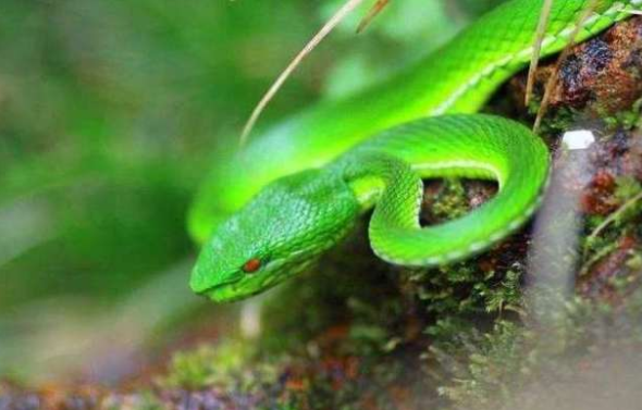 贵州一民宅中惊现3.5米眼镜王蛇 野外遇蛇逃生法则2025 贵州一民宅中惊现3.5米眼镜王蛇 野外遇蛇逃生法则2025