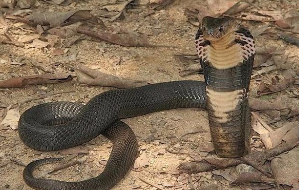 贵州一民宅中惊现3.5米眼镜王蛇 野外遇蛇逃生法则2025 贵州一民宅中惊现3.5米眼镜王蛇 野外遇蛇逃生法则2025