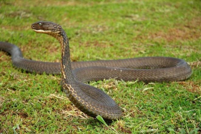 贵州一民宅中惊现3.5米眼镜王蛇 野外遇蛇逃生法则2025 贵州一民宅中惊现3.5米眼镜王蛇 野外遇蛇逃生法则2025