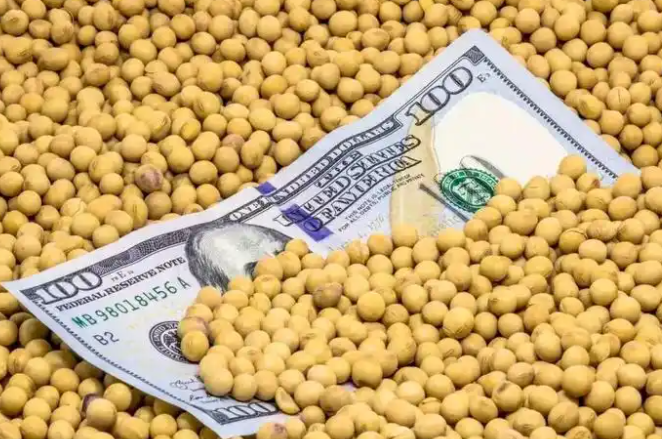 中美贸易僵局致美国大豆销售大降 美豆商或将损失数十亿美元
