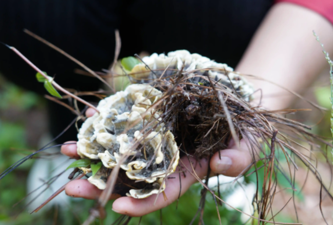 我国森林食物年产量已突破2亿吨 茶油年产量超过100万吨