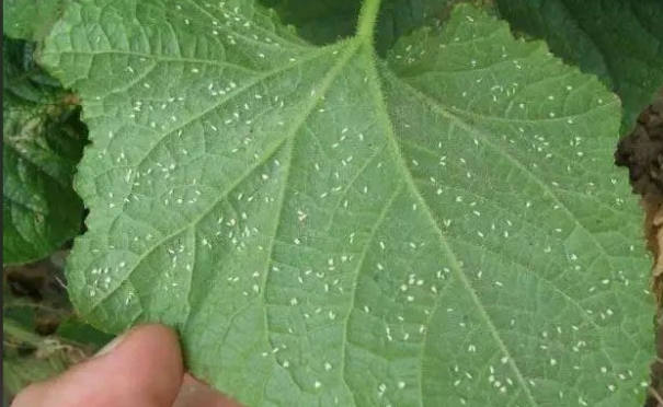 河南多地遭“小白虫”侵袭 秋季高湿天气是“元凶”