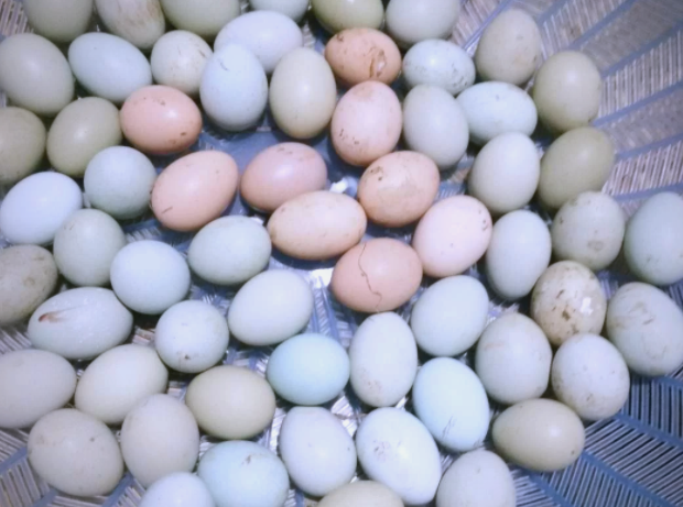 土鸡蛋粘着鸡毛鸡屎能吃吗(土鸡蛋要先洗干净再放冰箱吗)