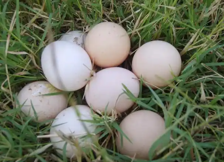 土鸡蛋粘着鸡毛鸡屎能吃吗(土鸡蛋要先洗干净再放冰箱吗)