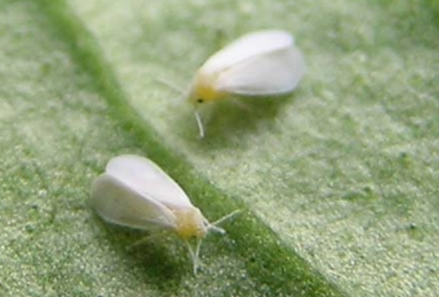 河南多地遭“小白虫”侵袭 秋季高湿天气是“元凶”