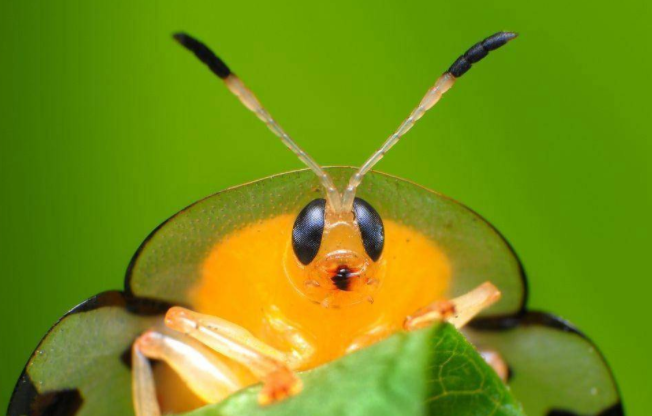网友在湘西发现黄金虫引热议!金色可能与其鳞片反射特性有关