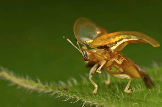 网友在湘西发现黄金虫引热议!金色可能与其鳞片反射特性有关