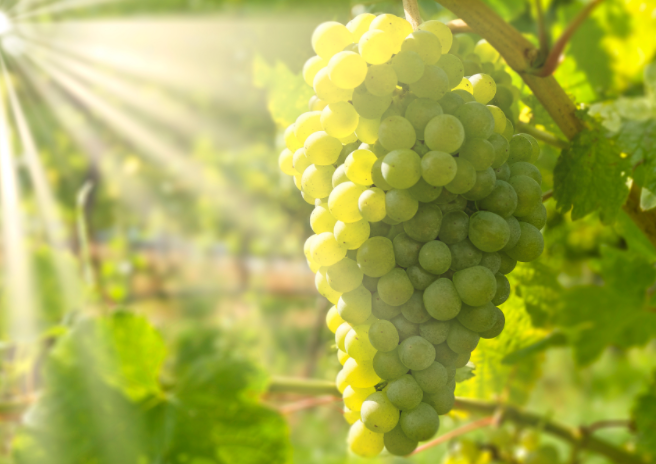 阳光玫瑰因何跌成“地板价” 从300元跌至9.9元 阳光玫瑰因何跌成“地板价” 从300元跌至9.9元