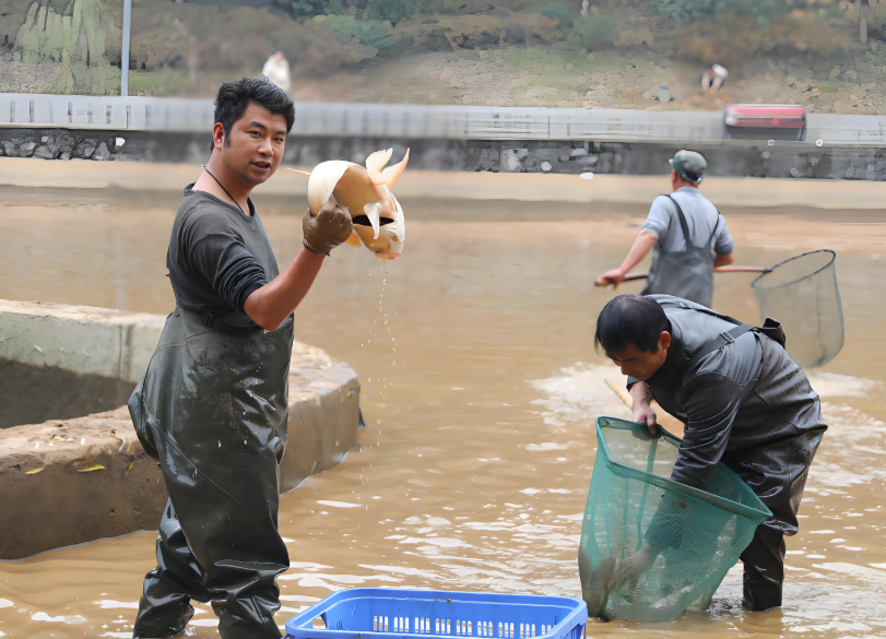 高校八万斤鱼请全校师生吃!山东一高校捞湖鱼八万斤宴请全校连续十天免费吃鱼! 高校八万斤鱼请全校师生吃!山东一高校捞湖鱼八万斤宴请全校连续十天免费吃鱼!