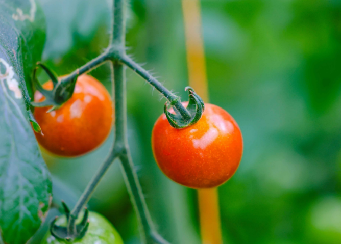 秋瓜坏肚可以全信吗?专家推荐宝宝秋季多吃这三类瓜 秋瓜坏肚可以全信吗?专家推荐宝宝秋季多吃这三类瓜