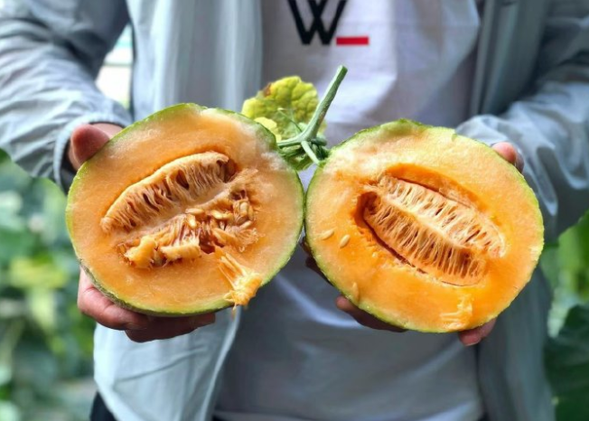 秋瓜坏肚可以全信吗?专家推荐宝宝秋季多吃这三类瓜 秋瓜坏肚可以全信吗?专家推荐宝宝秋季多吃这三类瓜