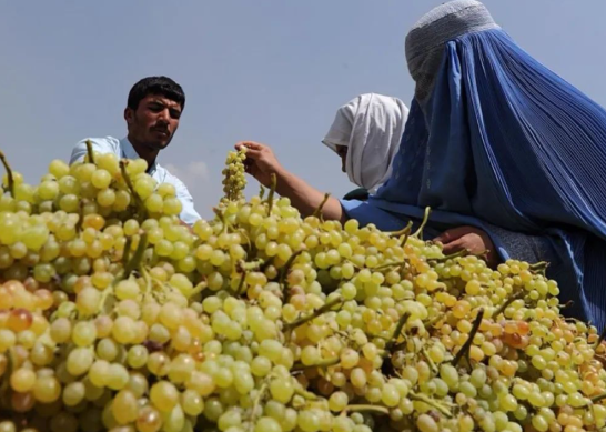 2024-25财年阿富汗经济增长1.9% 阿富汗农牧业人口占全国总人口的80%