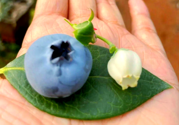 蓝莓吃了嘴巴会麻麻的吗?吃蓝莓牙齿染色洗不掉怎么办? 蓝莓吃了嘴巴会麻麻的吗?吃蓝莓牙齿染色洗不掉怎么办?