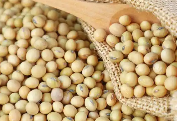 中国订单至今为零美国豆农感受痛苦 美国农民呼吁美国政府结束与中国的贸易战