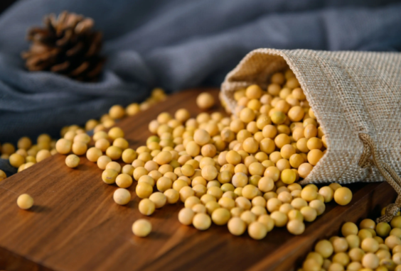 中国订单至今为零美国豆农感受痛苦 美国农民呼吁美国政府结束与中国的贸易战