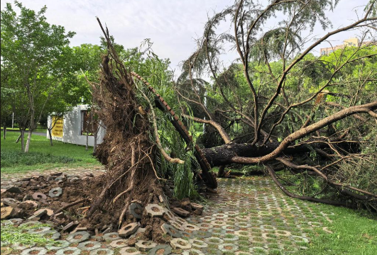 全球最强台风明日登陆广东 18号台风“桦加沙”将在深圳到徐闻一带沿海登陆