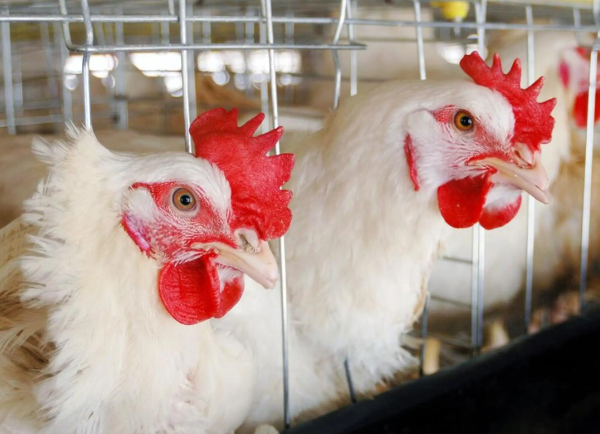 中国每年吃掉约70亿只白羽肉鸡 国产白羽肉鸡国内市场占有率超过28% 中国每年吃掉约70亿只白羽肉鸡 国产白羽肉鸡国内市场占有率超过28%