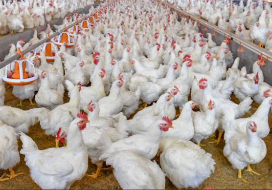 中国每年吃掉约70亿只白羽肉鸡 国产白羽肉鸡国内市场占有率超过28% 中国每年吃掉约70亿只白羽肉鸡 国产白羽肉鸡国内市场占有率超过28%