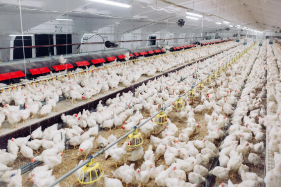 中国每年吃掉约70亿只白羽肉鸡 国产白羽肉鸡国内市场占有率超过28% 中国每年吃掉约70亿只白羽肉鸡 国产白羽肉鸡国内市场占有率超过28%