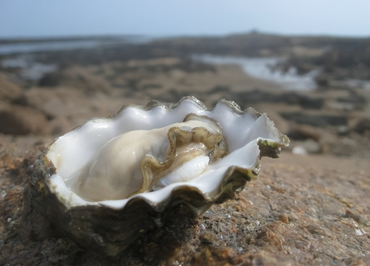海滩退潮遍地生蚝市民捡到手软 台风过后海滩惊现“生蚝盛宴”!