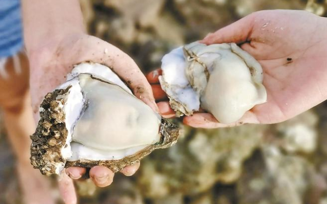 海滩退潮遍地生蚝市民捡到手软 台风过后海滩惊现“生蚝盛宴”!