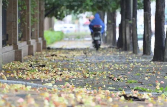 桦加沙二次登陆广西北海 桦加沙已减弱为热带风暴级 桦加沙二次登陆广西北海 桦加沙已减弱为热带风暴级