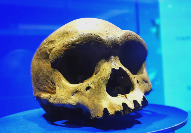 中国发现百万年前龙人(中国发现的龙人是新物种吗)