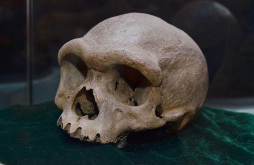 中国发现百万年前龙人(中国发现的龙人是新物种吗)