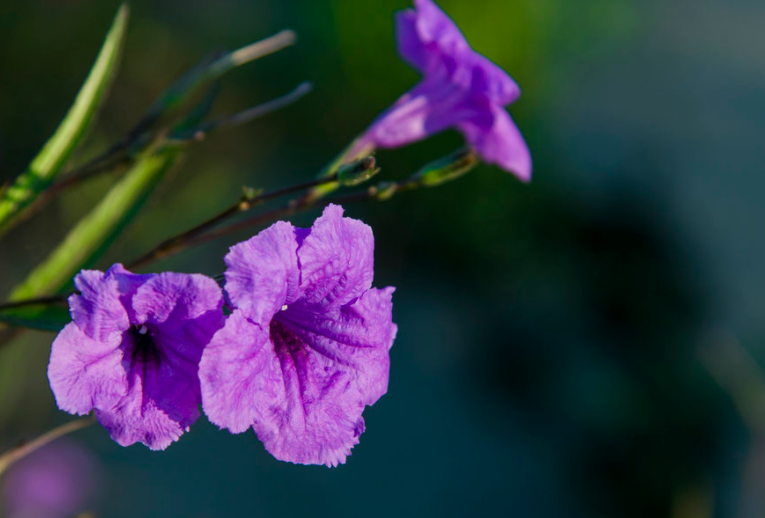 摆盘用的粉紫色小花能吃吗(摆盘用的小花是菜吗)