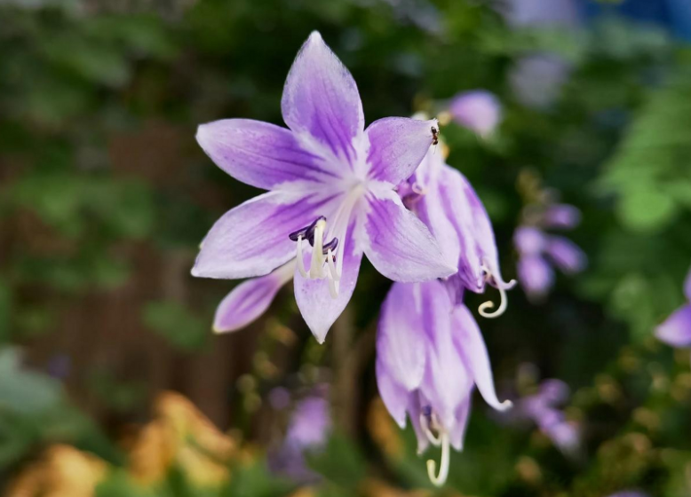 摆盘用的粉紫色小花能吃吗(摆盘用的小花是菜吗)