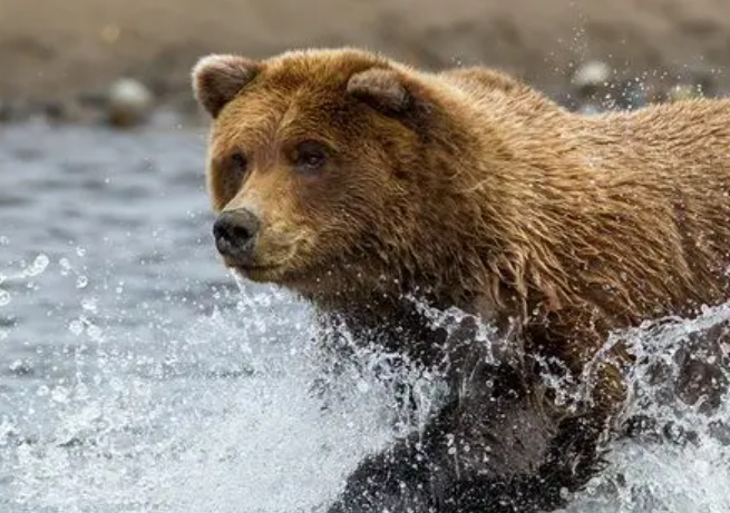 踏秋被熊袭击能装死吗?秋季熊出没如何避险