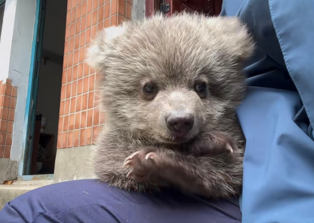 踏秋被熊袭击能装死吗?秋季熊出没如何避险