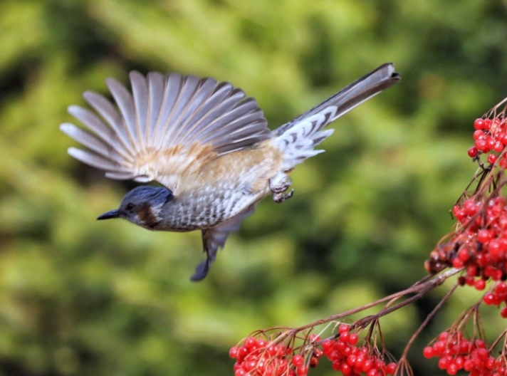 网友雨中邂逅“山中精灵”(重庆深山惊现150株“冥界之花”)