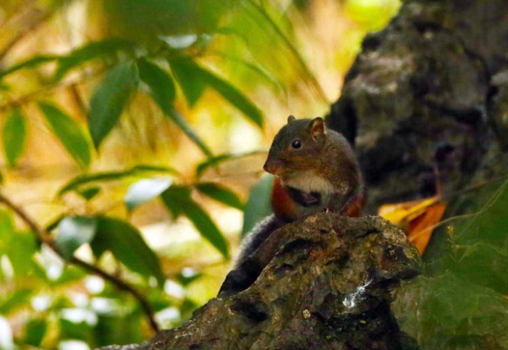 网友雨中邂逅“山中精灵”(重庆深山惊现150株“冥界之花”)