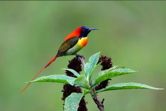 网友雨中邂逅“山中精灵”(重庆深山惊现150株“冥界之花”)