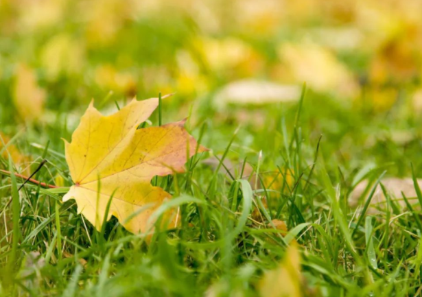 寒露过后建议洋葱穿衣法(洋葱穿衣法预防秋冬感冒)
