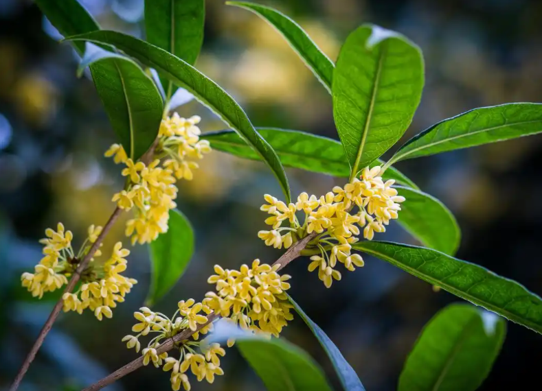 上海一直热植物都内分泌失调了(植物也会内分泌失调吗)
