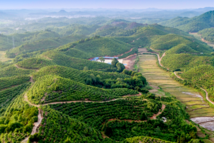 中国林草产业年产值突破10万亿元(中国林草产业年产值突破10万亿元的原因) 中国林草产业年产值突破10万亿元(中国林草产业年产值突破10万亿元的原因)