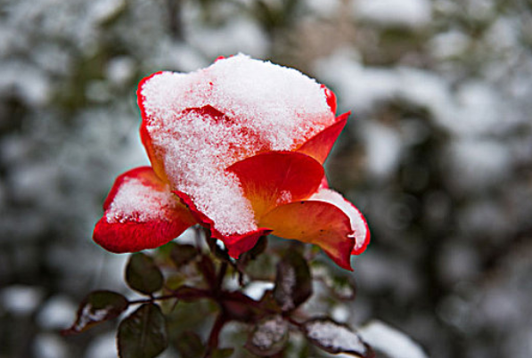 今冬初雪时间表出炉(2025多地今冬初雪即将登场)