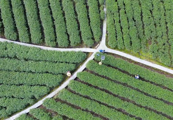 中国林草产业年产值突破10万亿元 我国集体林业每年带动4000多万农民就业增收