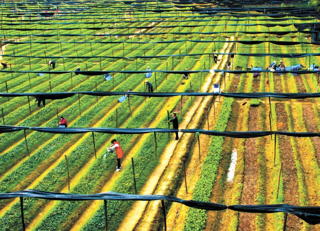 中国林草产业年产值突破10万亿元(中国林草产业年产值突破10万亿元的原因) 中国林草产业年产值突破10万亿元(中国林草产业年产值突破10万亿元的原因)