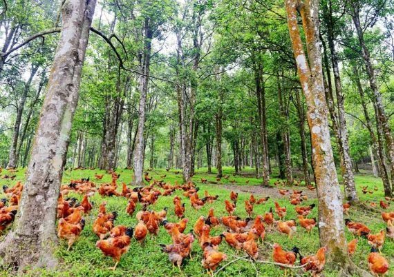 中国林草产业年产值突破10万亿元 我国集体林业每年带动4000多万农民就业增收