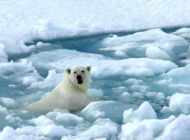 北极4万年古生物正在苏醒?北极4万年古生物为什么会苏醒？