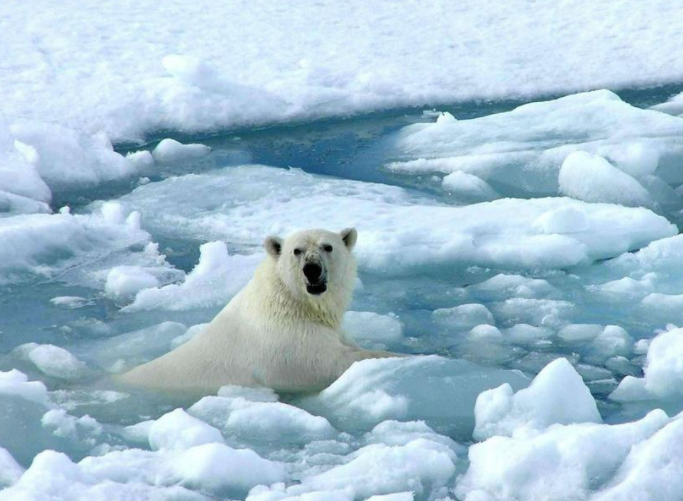 北极4万年古生物正在苏醒(气候变暖让北极地下古生物醒来)