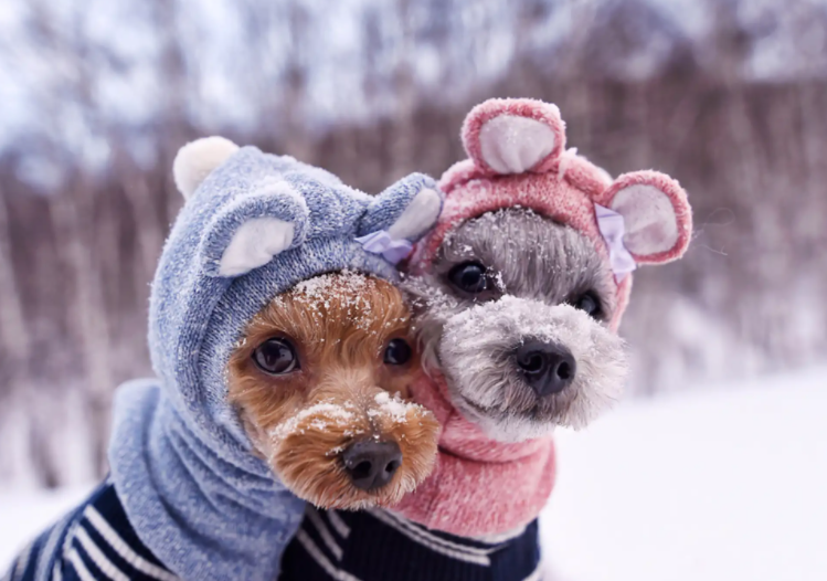 乱穿衣的季节怎么预防伤寒感冒(秋冬乱穿衣的季节如何保暖)