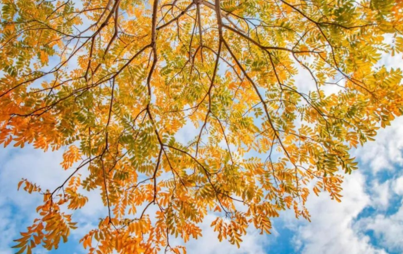 这是略过秋天直接入冬了吗(为啥今年入秋怎么跟入冬似的) 这是略过秋天直接入冬了吗(为啥今年入秋怎么跟入冬似的)