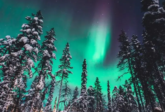 冰岛首次发现蚊子 冰岛首次确认有蚊子在户外活动 冰岛首次发现蚊子 冰岛首次确认有蚊子在户外活动